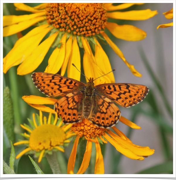 Purplish Fritillary